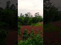 Down slobing area in my village with green nature #nature