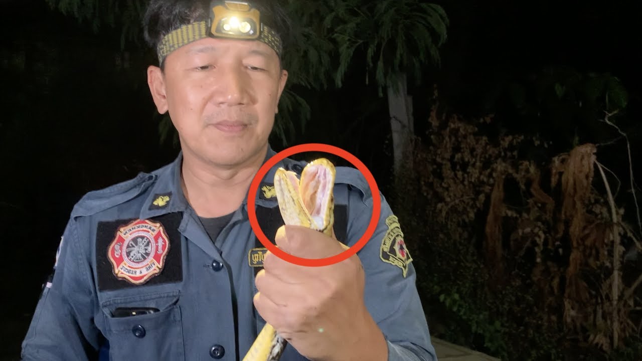 Cat Spots Python In Home YouTube