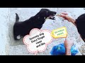 Funny dog watch best clipsfunny doganimalcutepetsthe dog hot dog