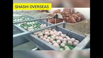 Potato grading machine by SHASHI OVERSEAS +91-9416995445