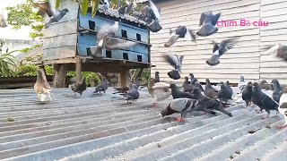 chim Bồ câu ăn trên tốn nhà T14 Pigeons eat on the floor of house T14