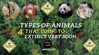 Endangered Animals | 4K ( 2160p ) | Wild Facts