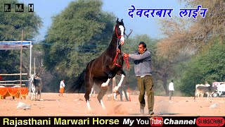 Horse Marwari ll जसरा हॉर्स फेयर 2020 देव दरबार लाइन की पंचकल्याणक बछेरा