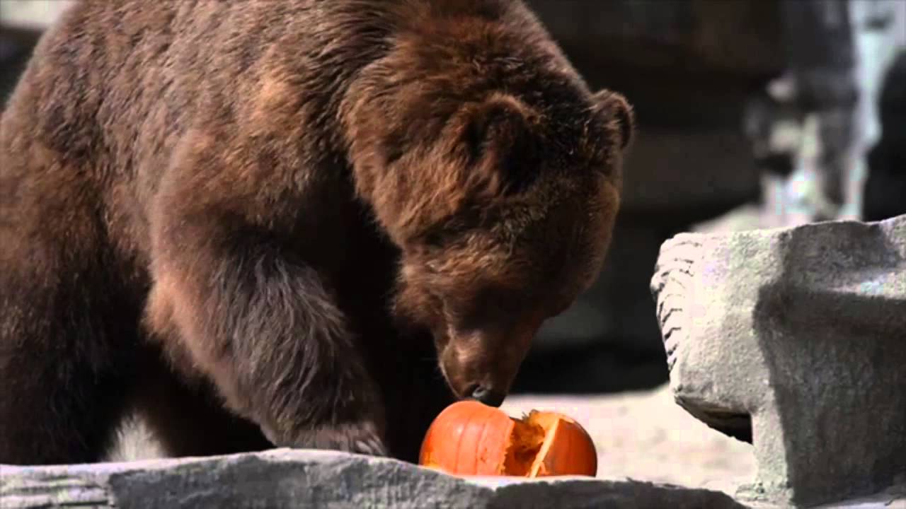 Watch Detroit Zoo animals play with pumpkins and eat