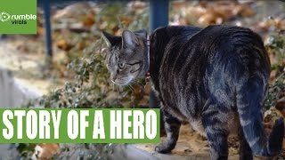 The uplifting story of Mr. Pickles Care Tips