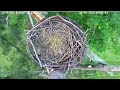 Wildlife Rescue of Dade County Eagle Nest Top Cam