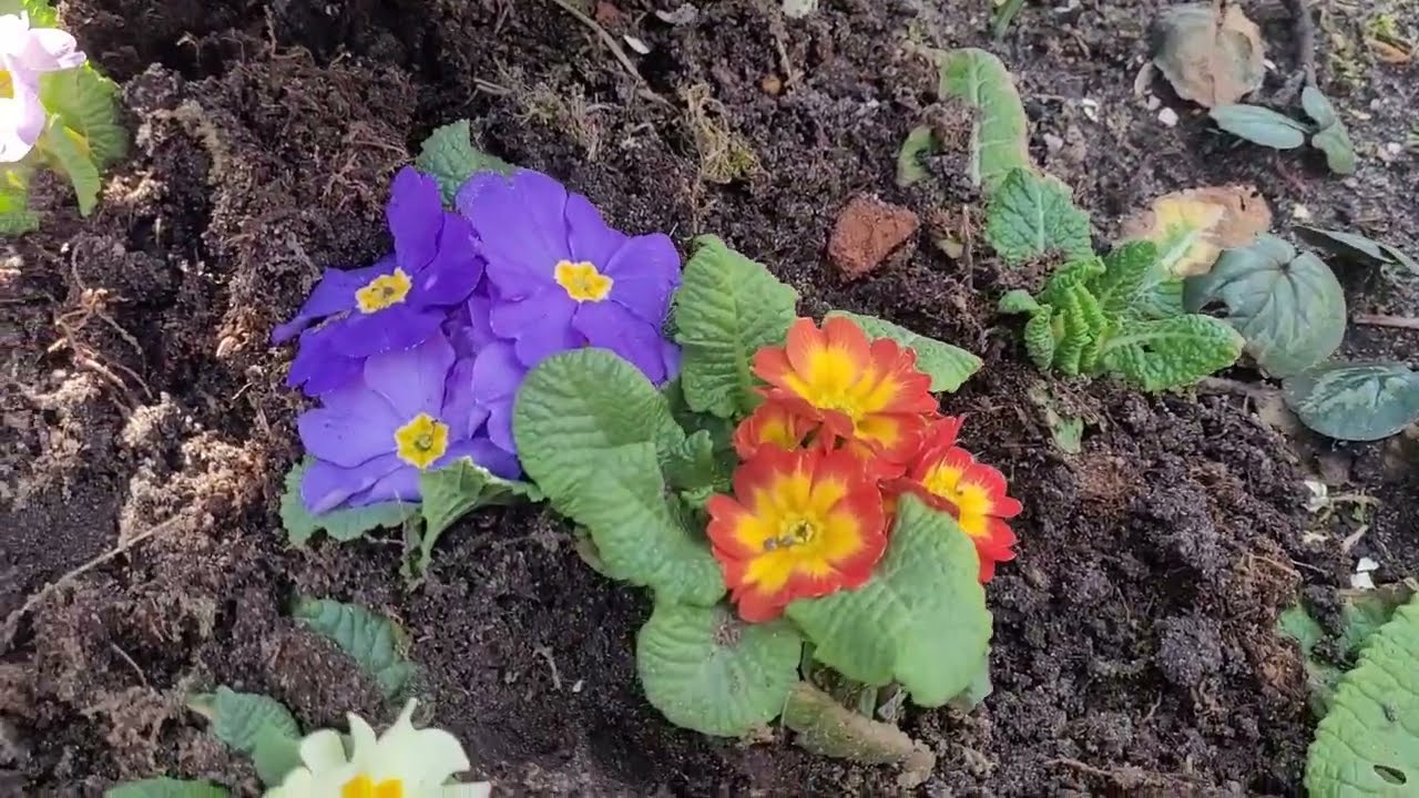 Bahçemde çıkan soğanlı  çiçekler 💃