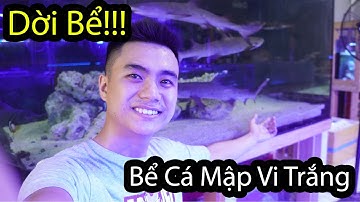 Ngắm HỒ CÁ MẬP Siêu Chất Của Rin Và Quy Trình Dời Bể Cá Mập // [[Seri Bể Cá Săn Mồi Nước Mặn]]