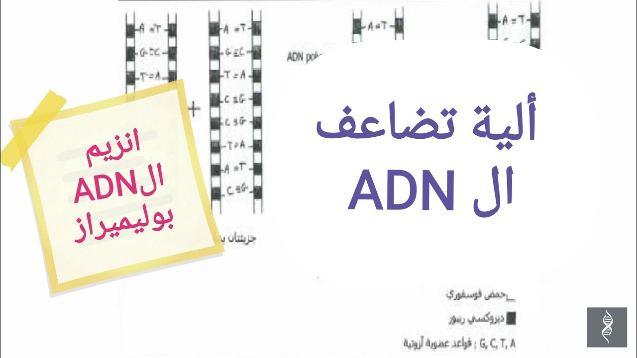 الية تضاعف ال adn