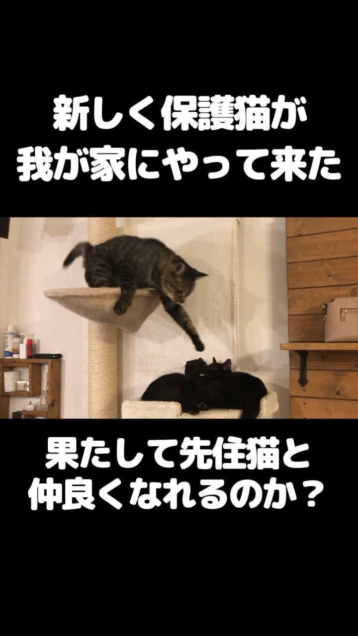 Cute kitten（Diary of twin kitten's） - YouTube