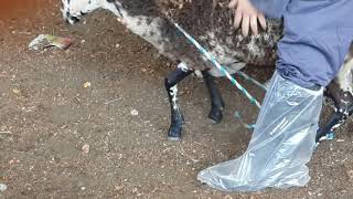 Keçilerde Ayakların Bağlanması