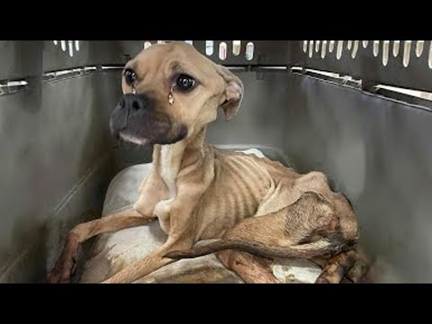 Видео: Как да дадете на кучето си лъскаво палто с 4 здрави храни
