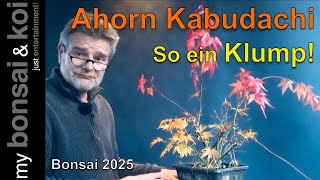 Bonsai 2025-19 - Ahorn - Kabudachi - So ein Klump!!