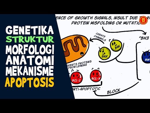 Video: MicroRNA-211 Mengatur Proliferasi Sel, Apoptosis, Dan Migrasi / Invasi Pada Osteosarkoma Manusia Melalui Penargetan EZRIN