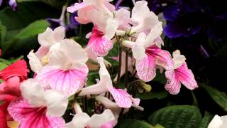 Streptocarpus Houseplants