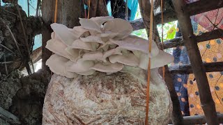 mushroom crop to harvest full video | how to make homemade mushroom farming | mushroom  cultivation