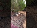 More Cat Video Shorts PART 6 🐈