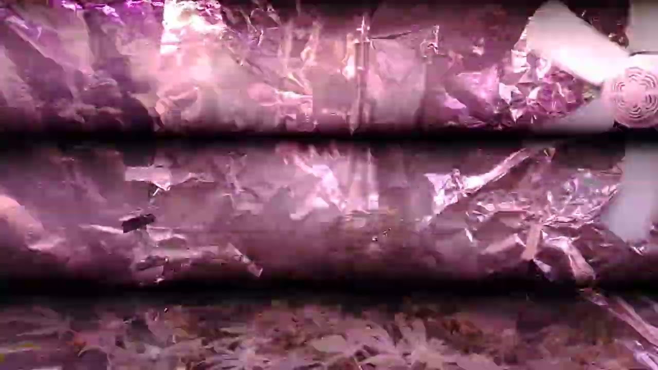 SEGUIMIENTO SUPER SCROG 1 MES Y 4 DIAS DE INICIO DE FLORA - ESQUEJES CHEESE Y PORTELA 