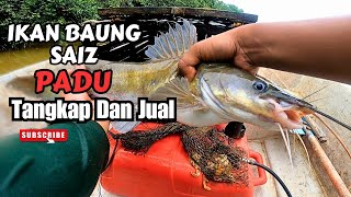 BUBU IKAN BAUNG|BAUNG SAIZ PADU #vlog124 #unlimitedhobby #unlimitedfishing