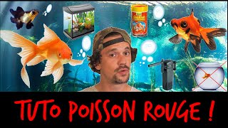 Comment attirer un poisson rouge ?