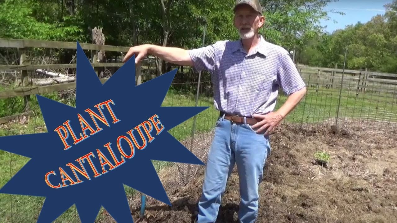 How I Plant Cantaloupe On A Trellis In A Deep Mulch, No Till Garden - 4-20-2020
