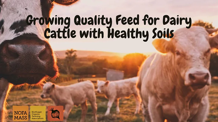 Growing Quality Feed for Dairy Cattle through Incr...