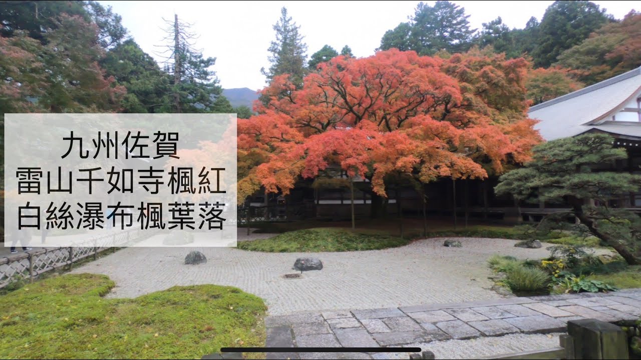 福岡紅葉名所 雷山千如寺大悲王院 百年楓樹福岡指定文化財 喵爸喵媽玩轉地球 福岡紅葉名所 雷山千如寺大悲王院 百年楓樹福岡指定文化財 喵爸喵媽玩轉地球