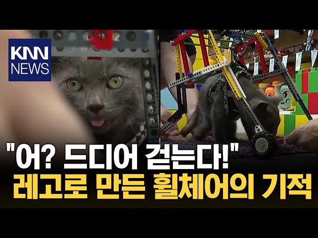 생후 4개월 고양이에게 생긴 변화 레고 휠체어가 만들어낸 첫걸음 / KNN