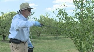 Spraying Peach Trees – Family Plot screenshot 4