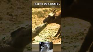 Crocodile ambush moments #wildlife #crocodile