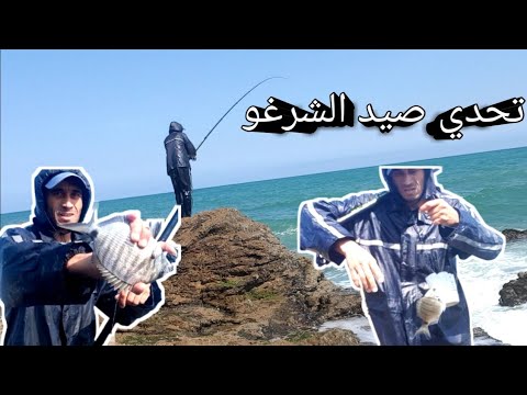 الصيد الحر تحدي صيد سمك الشرغو باي طريقة لمهم تكون الحصيلة صيد سمك شرغو قصبة 