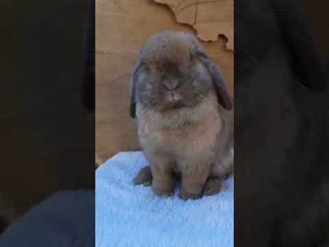 🌟 Adorable Lop Eared Rabbit Your Next Pet Crush on Animal Planet 兔子 🐰✨