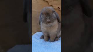 🌟 Adorable Lop Eared Rabbit Your Next Pet Crush On Animal Planet 兔子 🐰✨