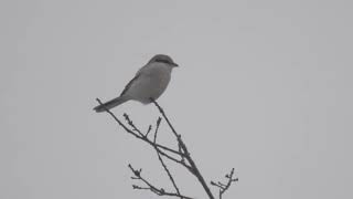 Great Grey Shrike, Stockholm