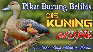 SUARA PIKAT BELIBIS ALIS KUNING TERBARU DAN DI JAMIN ANTI ZONK. LENGKAP DENGAN SUARA ANAKANNYA.
