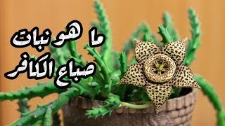 معلومات عن  صباع الكافر  | النبات صائد الحشرات !!