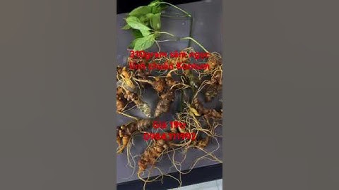 310 gram 10 củ #sâm ngọc linh chuẩn gen già đanh nạc củ hàng chất lượng miễn bàn. #sâm_ngọc_linh