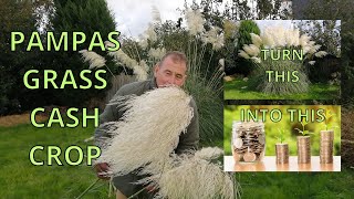 Pampas Grass Cash Crop TURN PLANTS INTO CASH