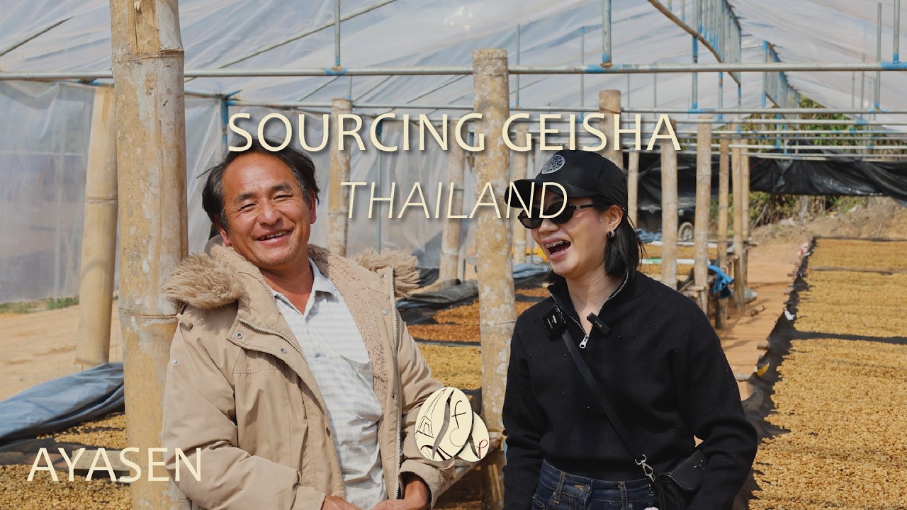 Sourcing Geisha de Maneepruek en Thaïlande