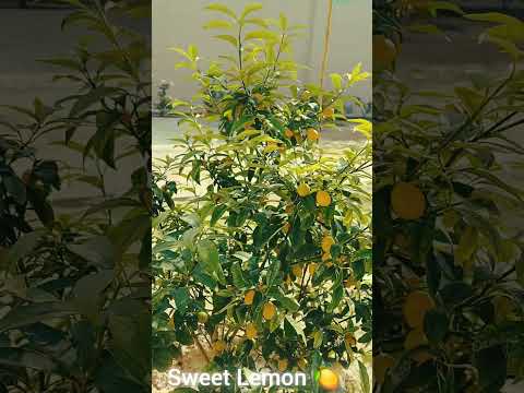 SWEET LEMON PLANT HAVE FIRST TIME FRUITING #sweet #lemon #fruitsforsugarpatients