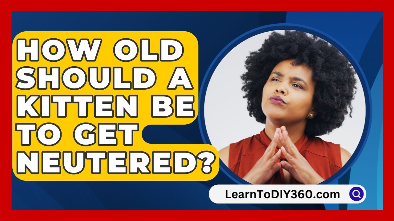How Old Should A Kitten Be To Get Neutered? - LearnToDIY360.com