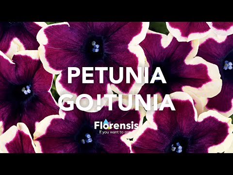 Video: Prachtig Bloembed Van Petunia's