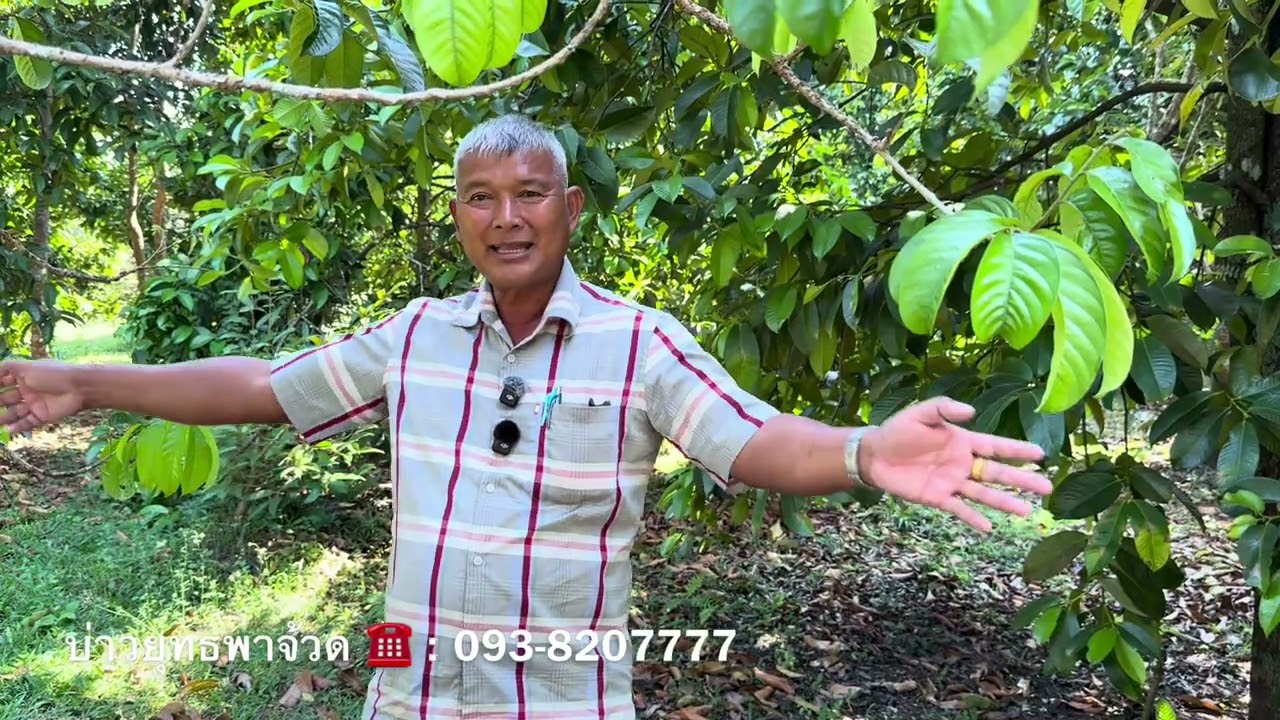 พืชสะสมอาหารอย่างไร จุลินทรีย์17 พด.ช่วยส่งธาตุอาหารในการสะสมทางดินหรือทางใบ อ.พรต | บ่าวยุทพาจ้วด