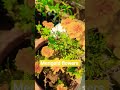 merigold flowers plant l#reel #subscribe #gardening #merigold #viral_shorts