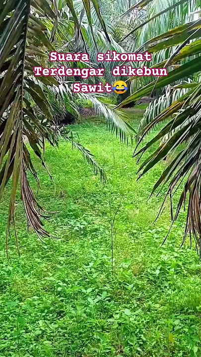 Menanti kemunculan sikomat 😁. #fypyoutube #fypシ゚viral #short #sikomat #semuaorang