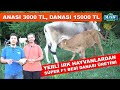 Anası 3000 TL, Danası 15000 TL | Yerli Irk Hayvanlardan Süper F1 Besi Danası Üretimi