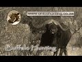 Buffalo Hunting - Unico Safaris 2017