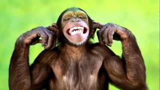 Monkey & Chimpanzee Sounds  and Pictures ~ Learn The Sound A Chimpanzees and Monkeys make