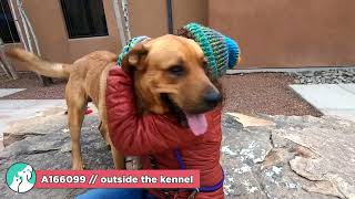 Eminem A166099 by Santa Fe Animal Shelter 66 views 1 month ago 34 seconds