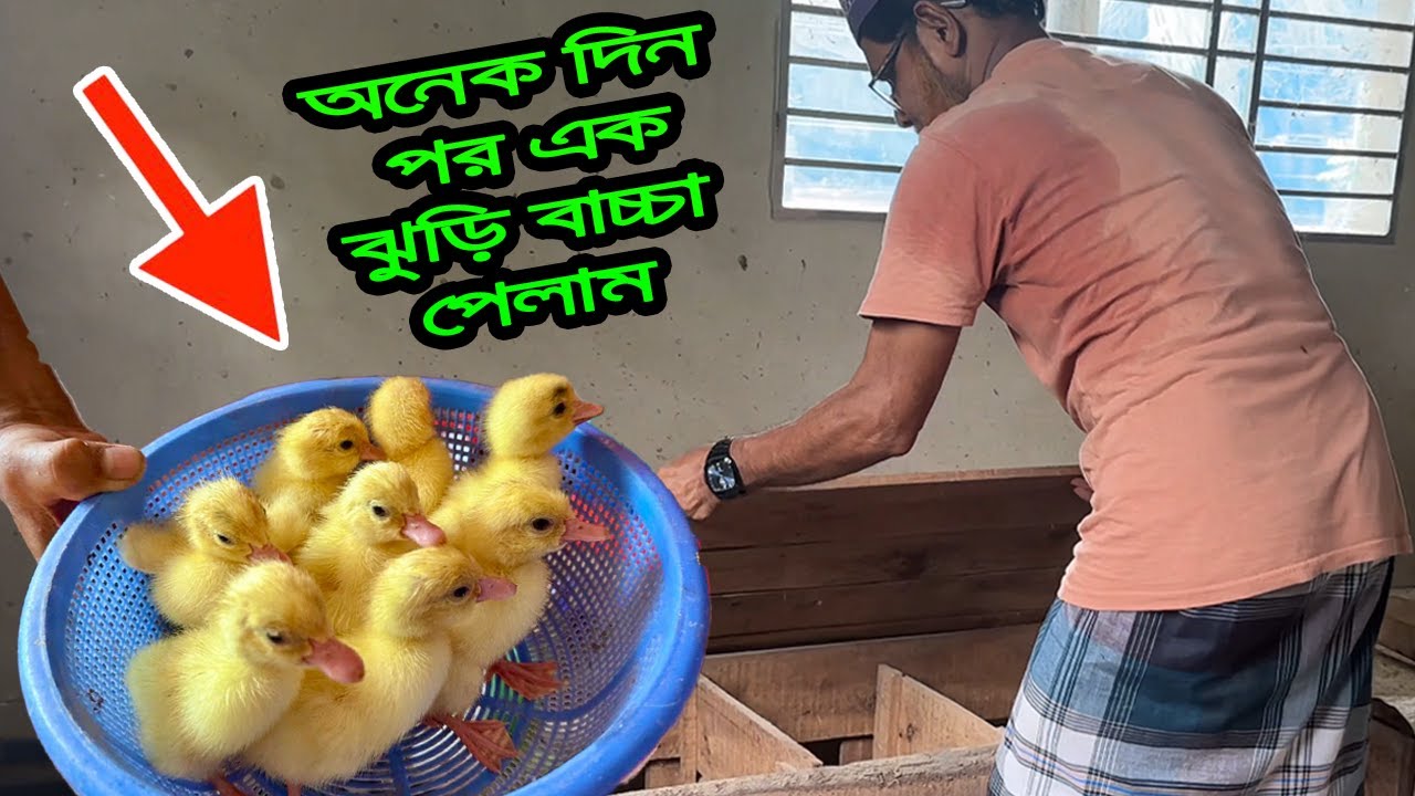 চ'ট্টগ্রাম 'থেকে আসি দুই জোড়া কবুতর নিছে এই ভাই🕊️🕊️